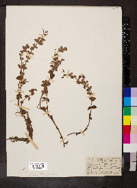 Hypericum elodes image