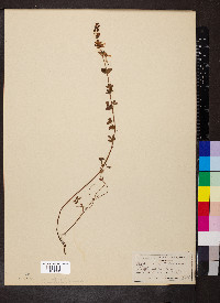 Hypericum pulchrum image