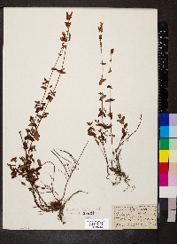 Hypericum pulchrum image