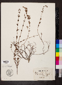 Hypericum pulchrum image