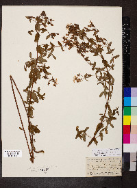 Hypericum tetrapterum image
