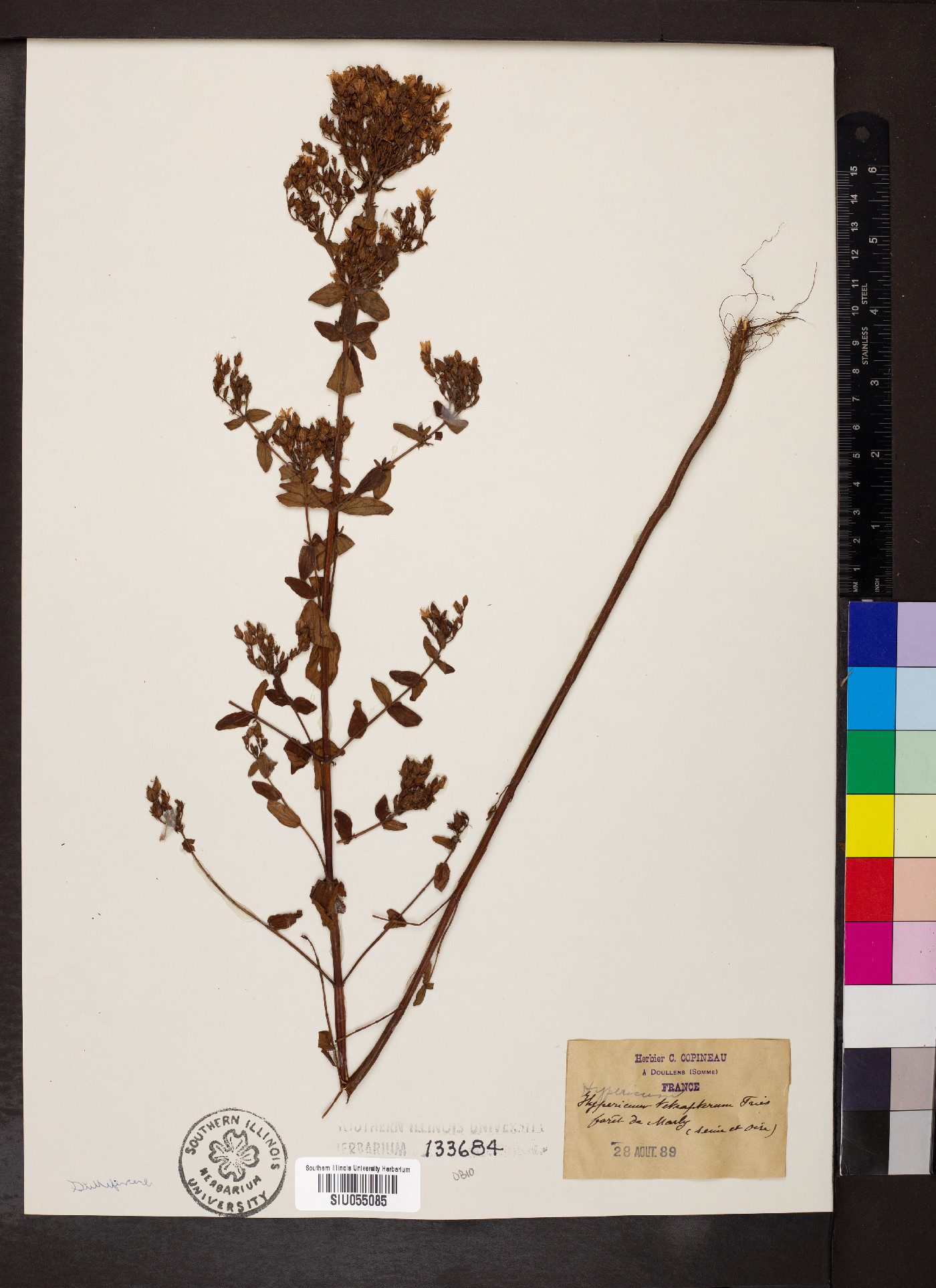 Hypericum tetrapterum image