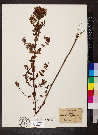 Hypericum tetrapterum image