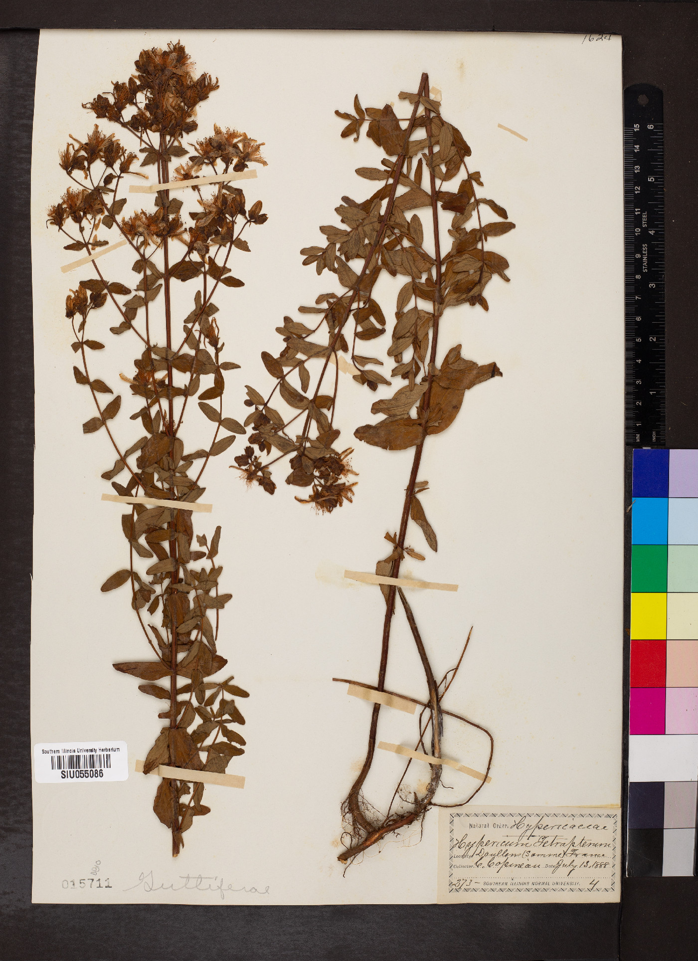 Hypericum tetrapterum image