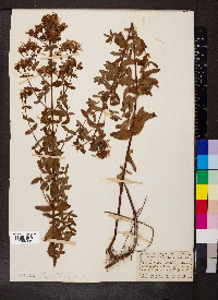 Hypericum tetrapterum image