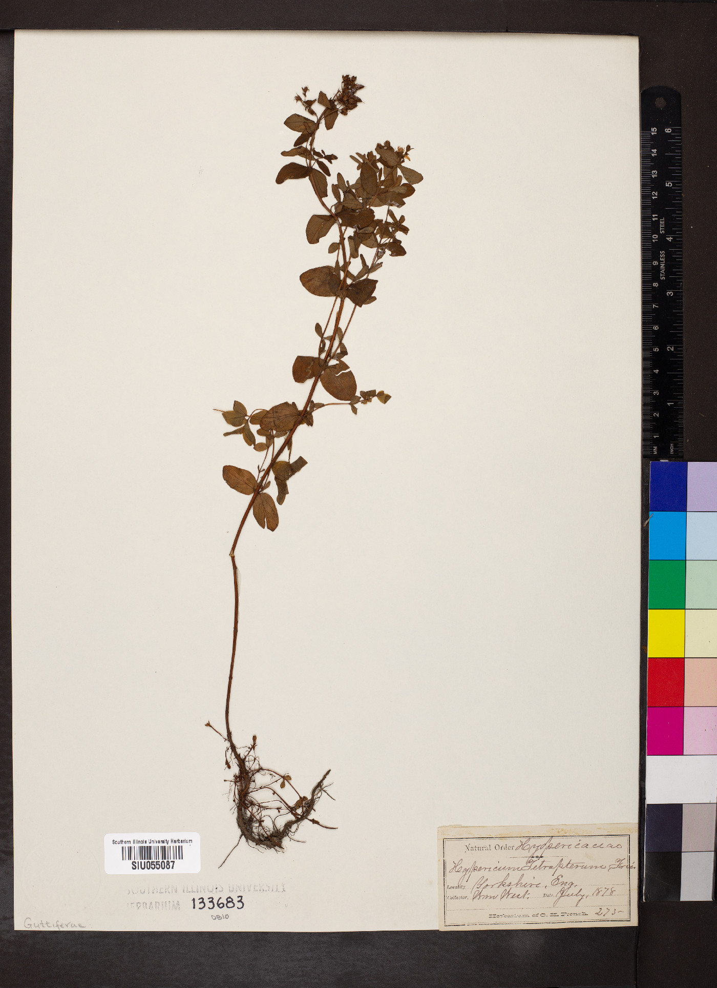 Hypericum tetrapterum image