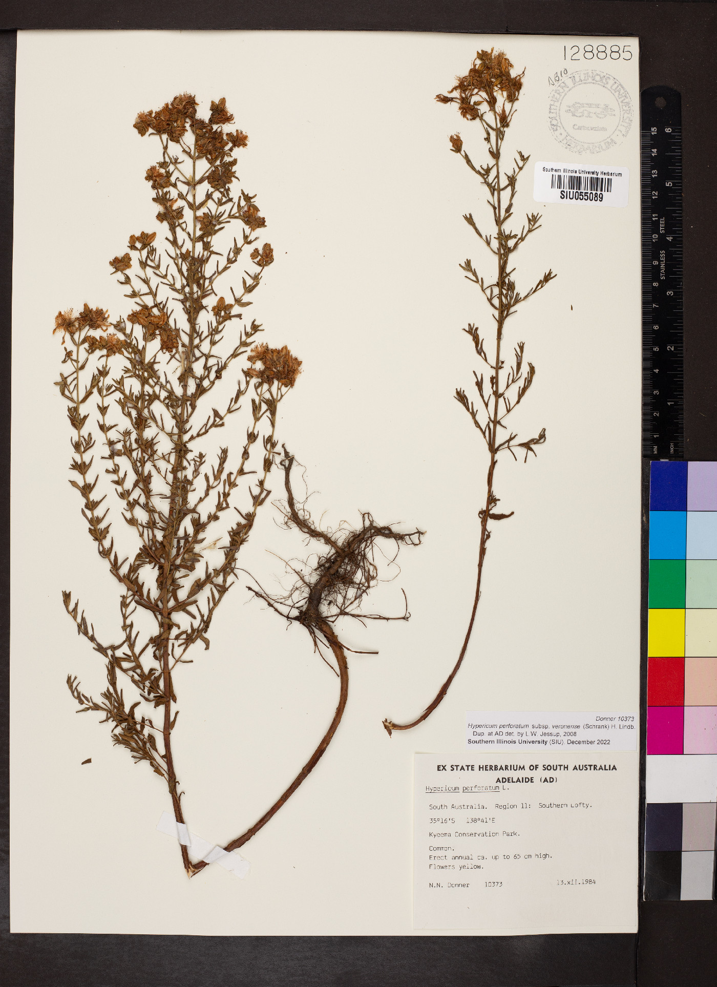 Hypericum perforatum subsp. veronense image