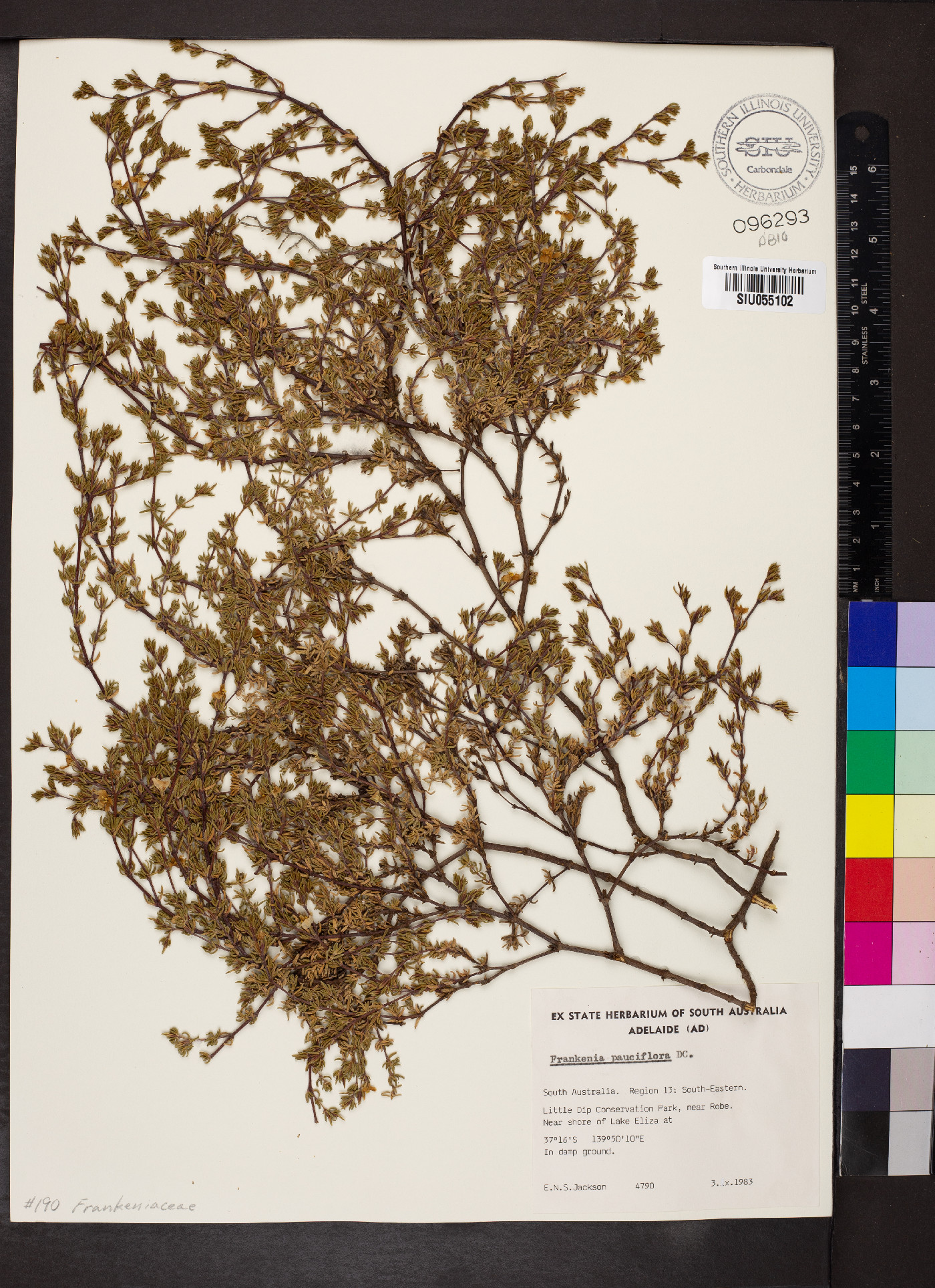 Frankenia pauciflora image