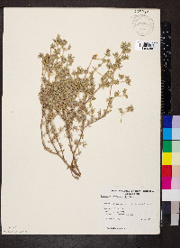 Frankenia serpyllifolia image
