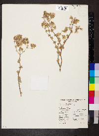 Frankenia serpyllifolia image