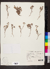 Frankenia serpyllifolia image