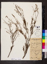 Tamarix gallica image