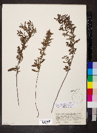 Crocanthemum bicknellii image