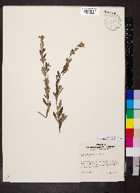 Crocanthemum bicknellii image