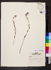 Crocanthemum bicknellii image