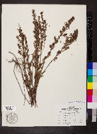 Crocanthemum bicknellii image