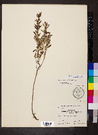 Crocanthemum bicknellii image