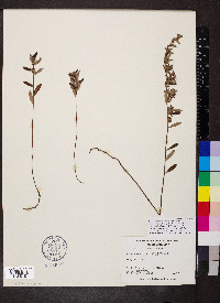 Crocanthemum bicknellii image