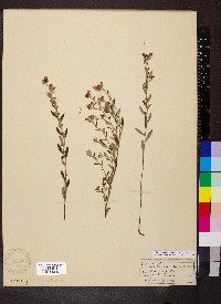 Crocanthemum canadense image