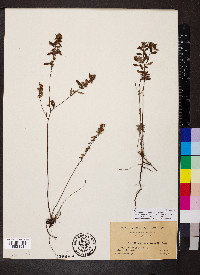 Crocanthemum canadense image