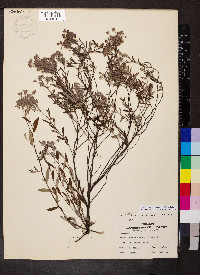 Crocanthemum corymbosum image