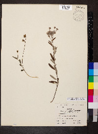 Crocanthemum corymbosum image