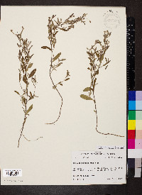 Crocanthemum georgianum image