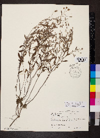 Crocanthemum georgianum image