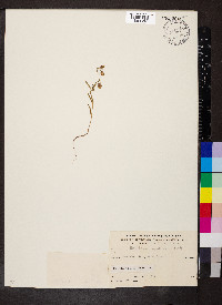 Helianthemum aegyptiacum image