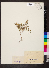 Helianthemum ledifolium image