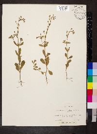 Helianthemum salicifolium image