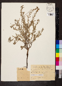 Media resource of Helianthemum stipulatum