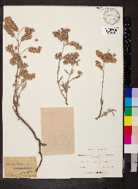 Helianthemum syriacum image