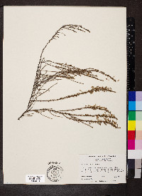 Hudsonia ericoides image