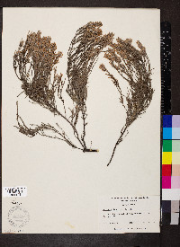 Hudsonia tomentosa image