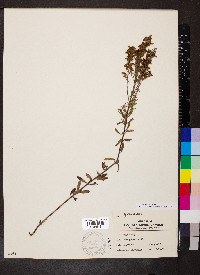 Lechea mucronata image