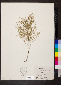 Lechea tenuifolia image