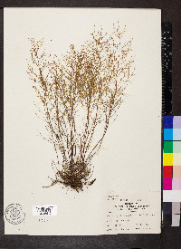 Lechea minor image