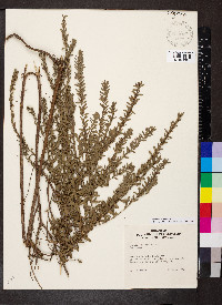 Lechea mucronata image