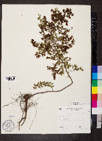 Lechea mucronata image