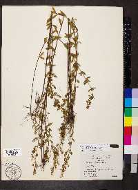 Lechea mucronata image