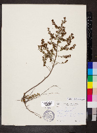 Lechea mucronata image