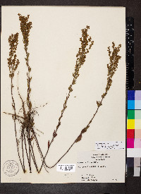 Lechea mucronata image