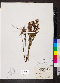 Lechea mucronata image