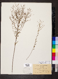 Lechea pulchella image