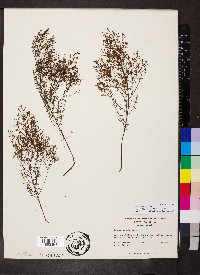 Lechea sessiliflora image