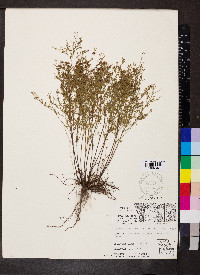 Lechea tenuifolia image