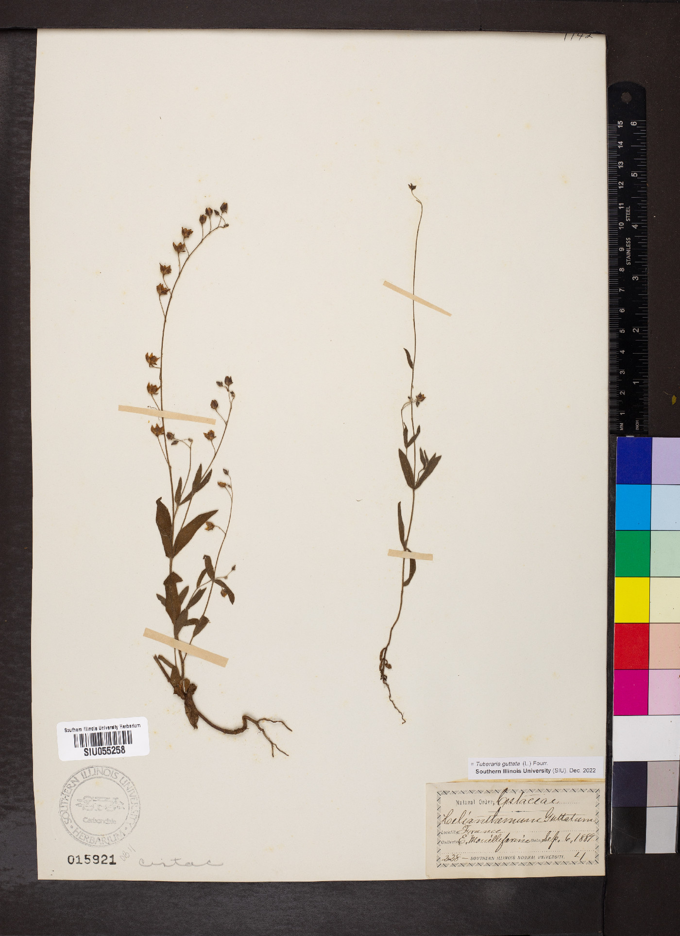 Tuberaria image