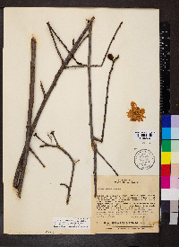 Cochlospermum regium image
