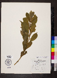 Cubelium concolor image